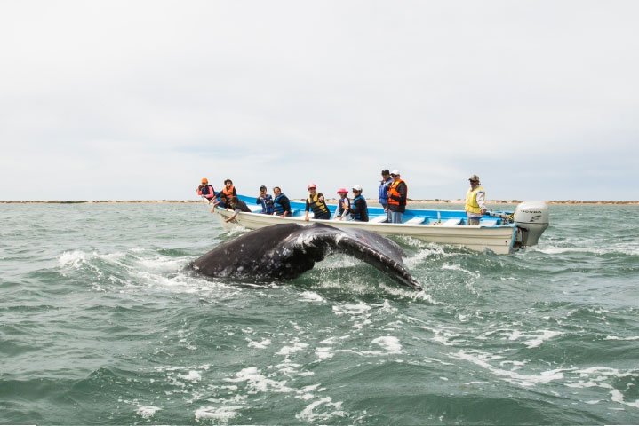 Coast & Islands with Whale Watching Skiff Supported