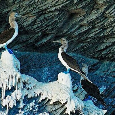 birds of baja mexico