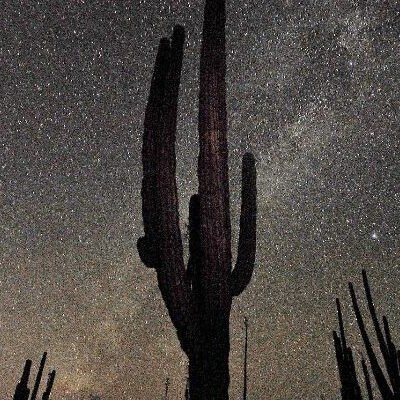 cactus under the stars in baja