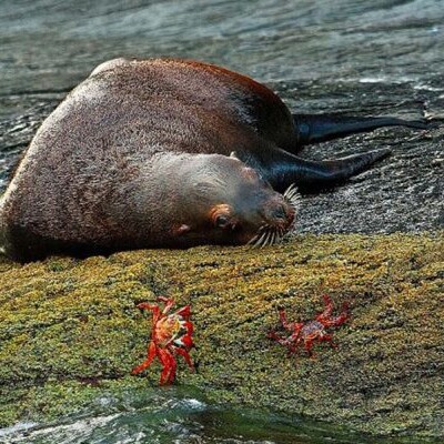 sea life in the sea of cortez