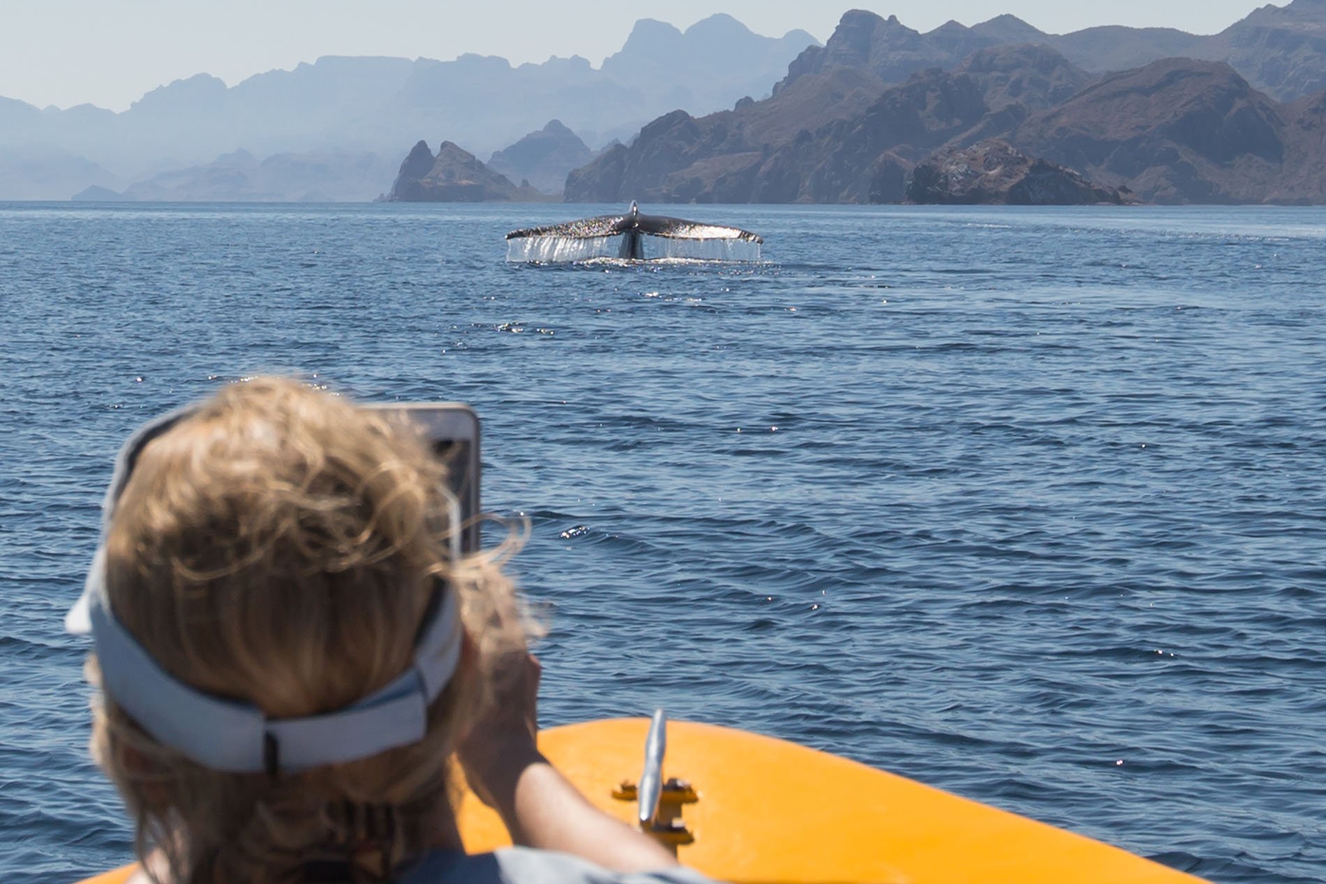 Coast + Islands with whale watching on the sea of cortez