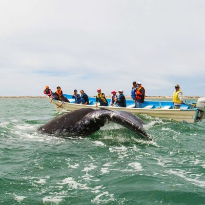 whale watching baja mexico and the sea of cortez