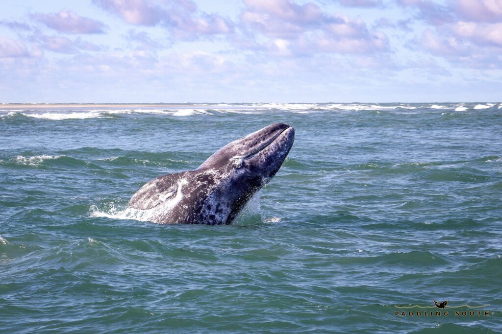 Coast & Islands with Whale Watching 4 Day – Skiff Supported