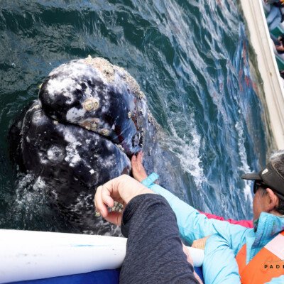 Petting a whale next to the boat