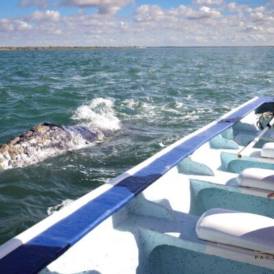 whale next to panga